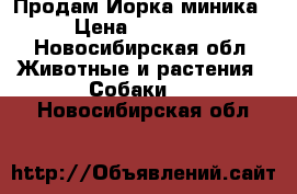 Продам Йорка миника › Цена ­ 15 000 - Новосибирская обл. Животные и растения » Собаки   . Новосибирская обл.